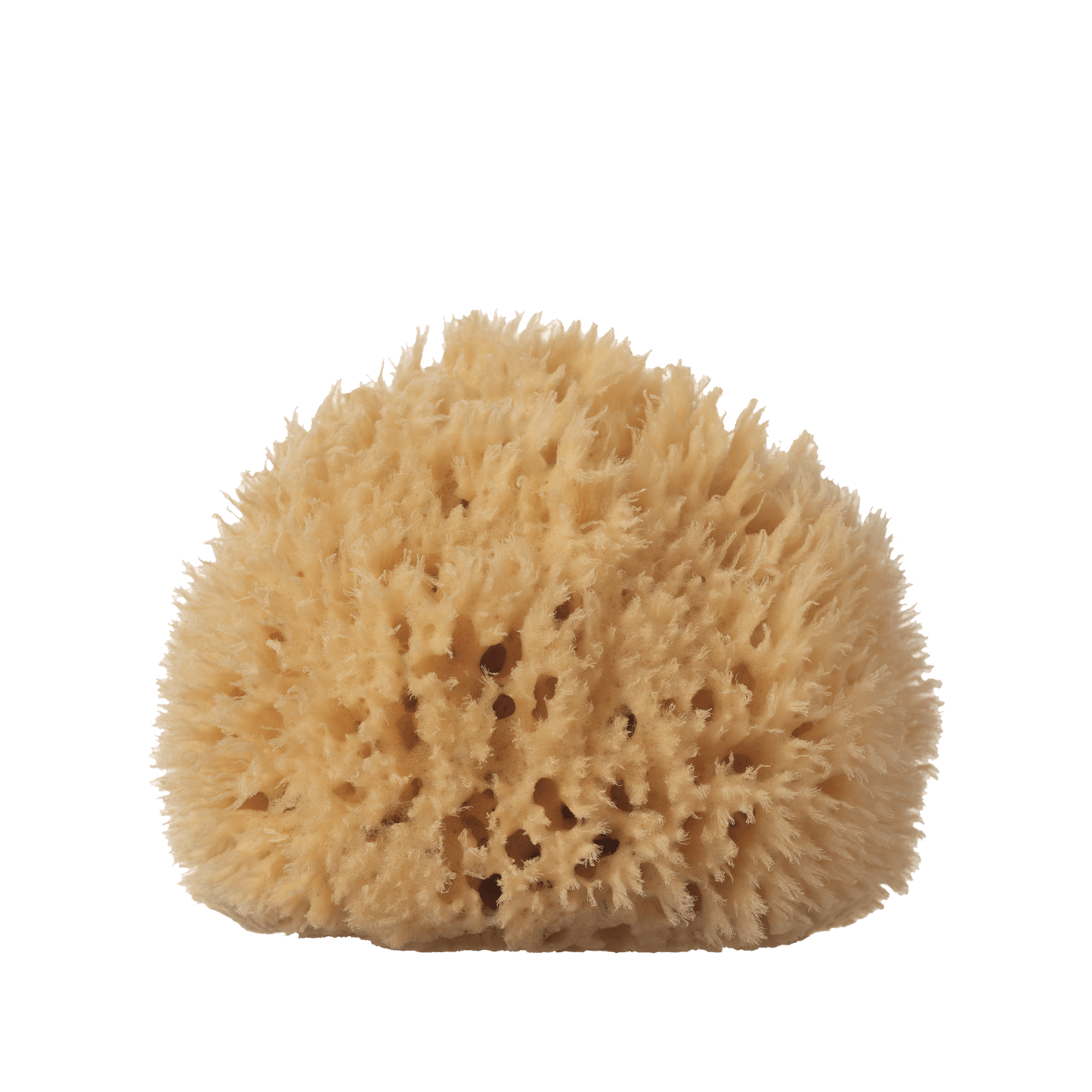 Sea Sponge - Large - 5-6"
