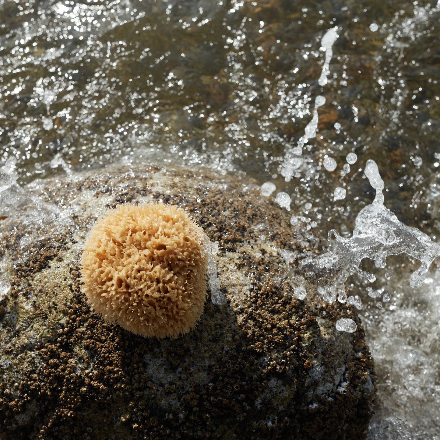 Sea Sponge - Large - 5-6"