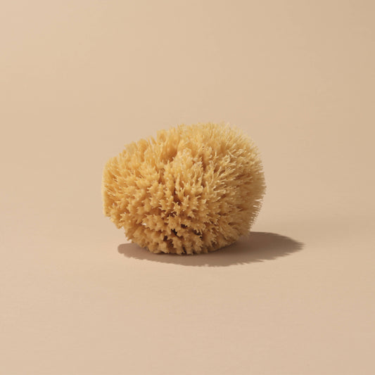 Sea Sponge - Medium - 4-5"
