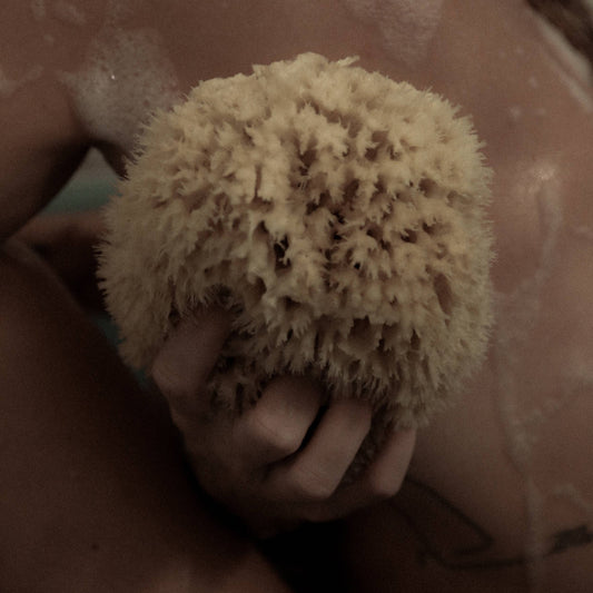 Sea Sponge - Large - 5-6"