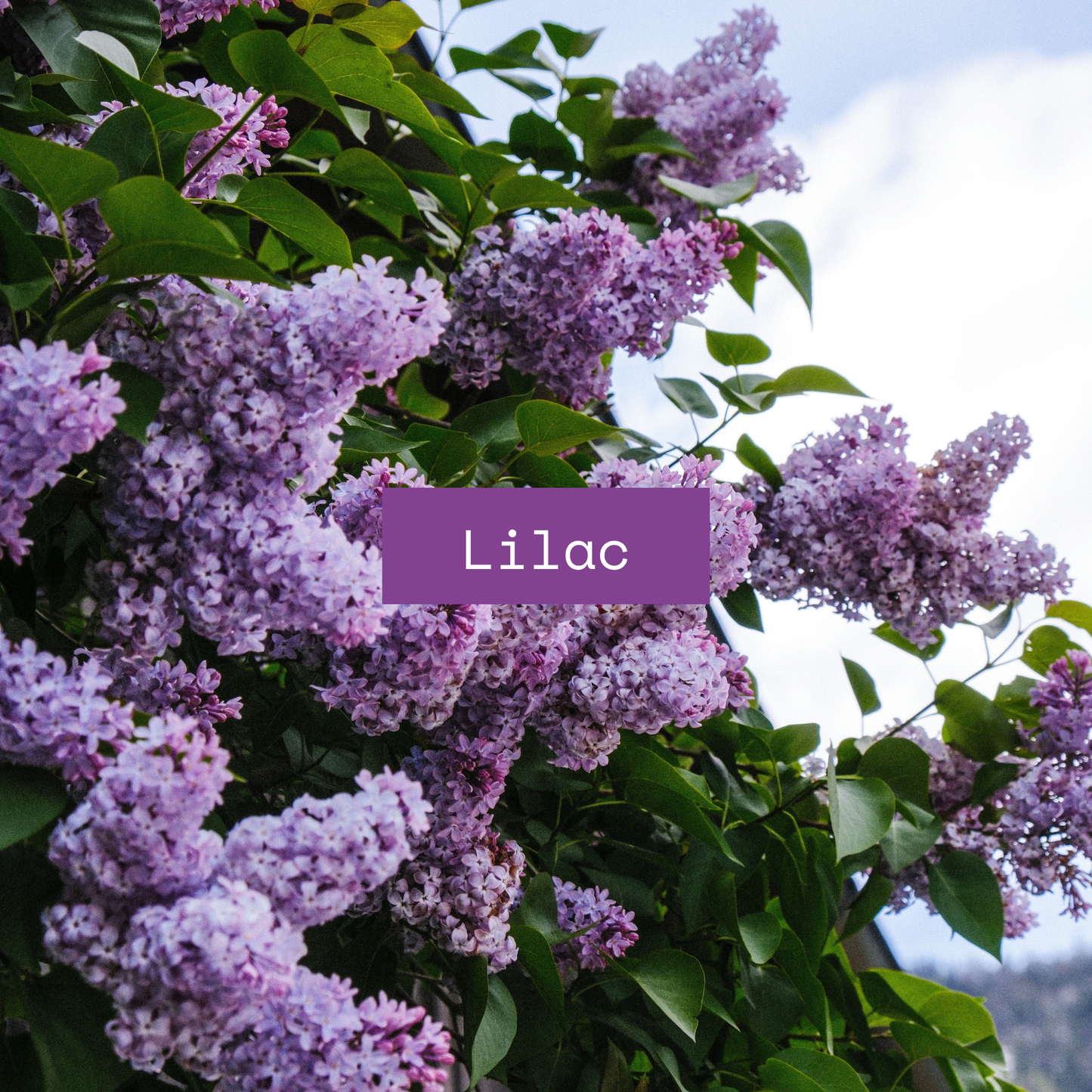 LOHN Candle - BUD Lilac & Pear