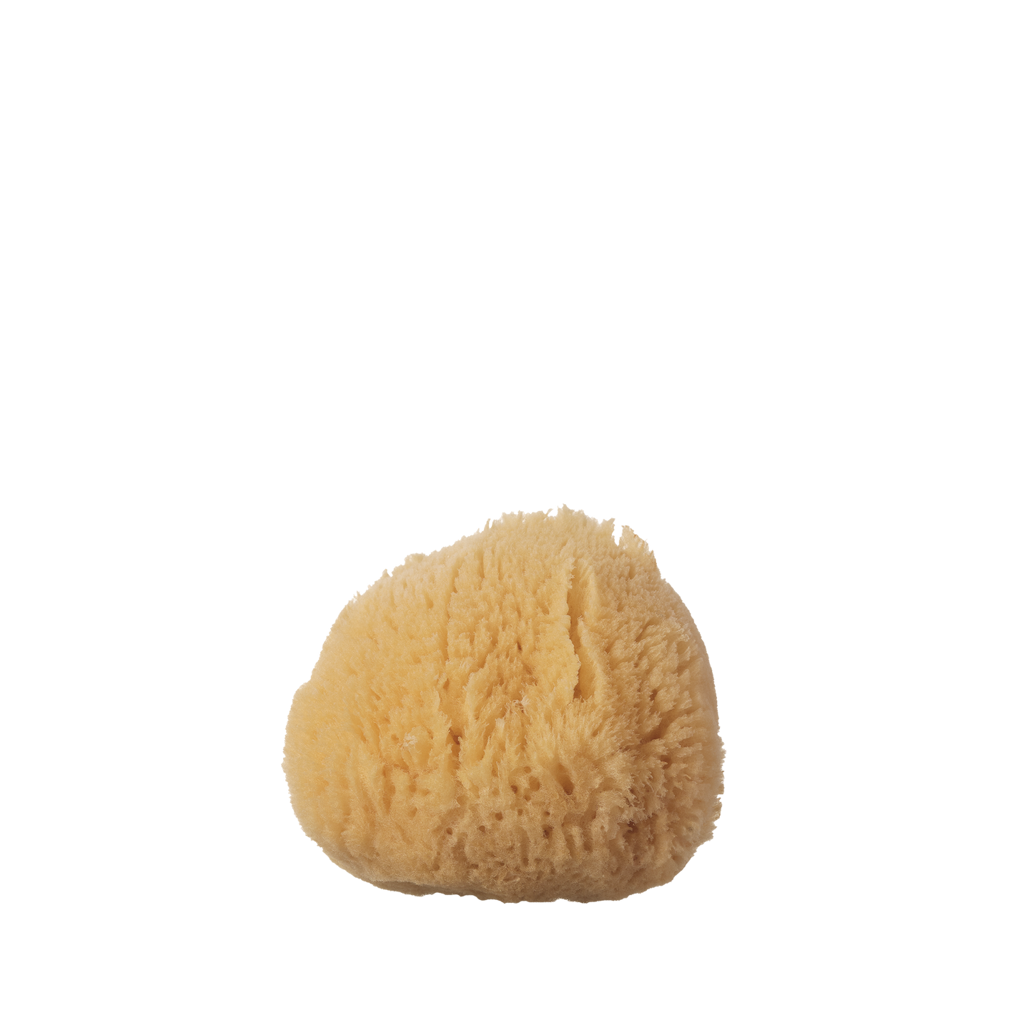 Sea Sponge - Small - 2-3"