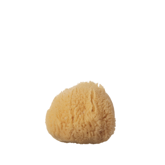 Sea Sponge - Small - 2-3"