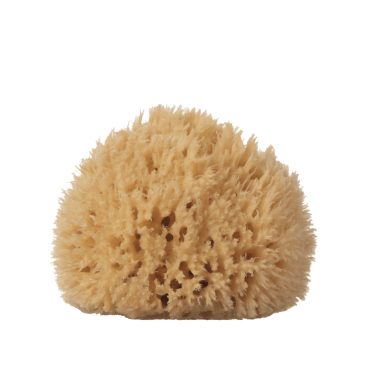 Sea Sponge - Large - 5-6"