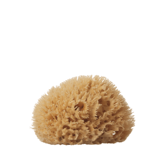 Sea Sponge - Medium - 4-5"